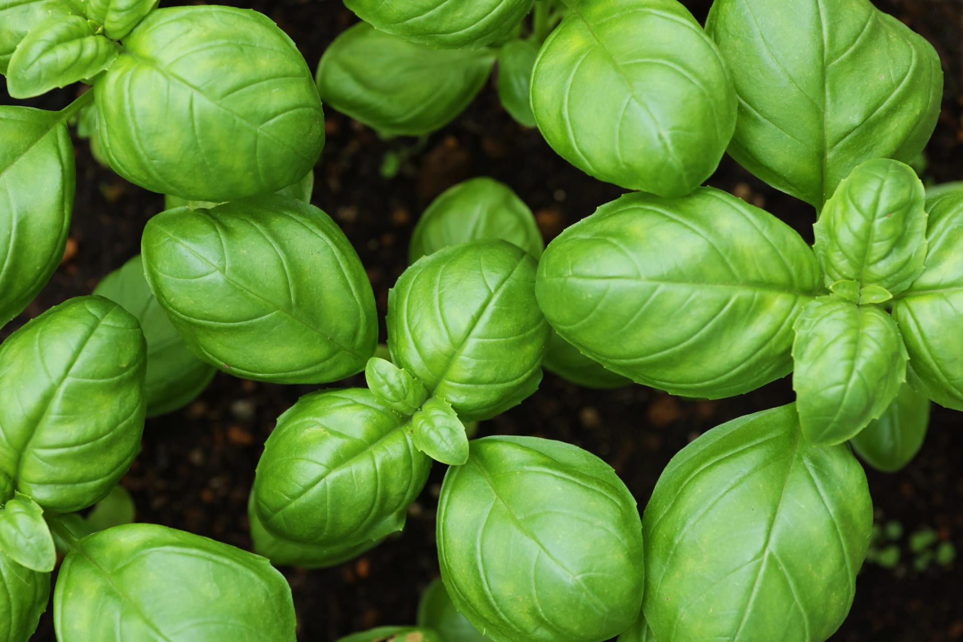 お客様のご要望をお聞きし、ニーズに合った野菜苗を全国に安定供給