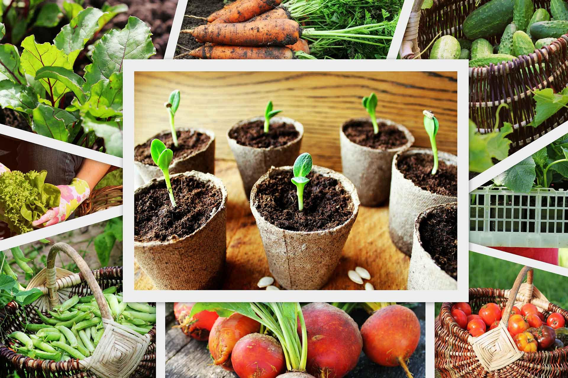 株式会社サンファーム