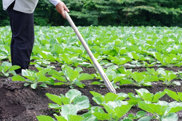 3.オーダーメイド苗の生産
