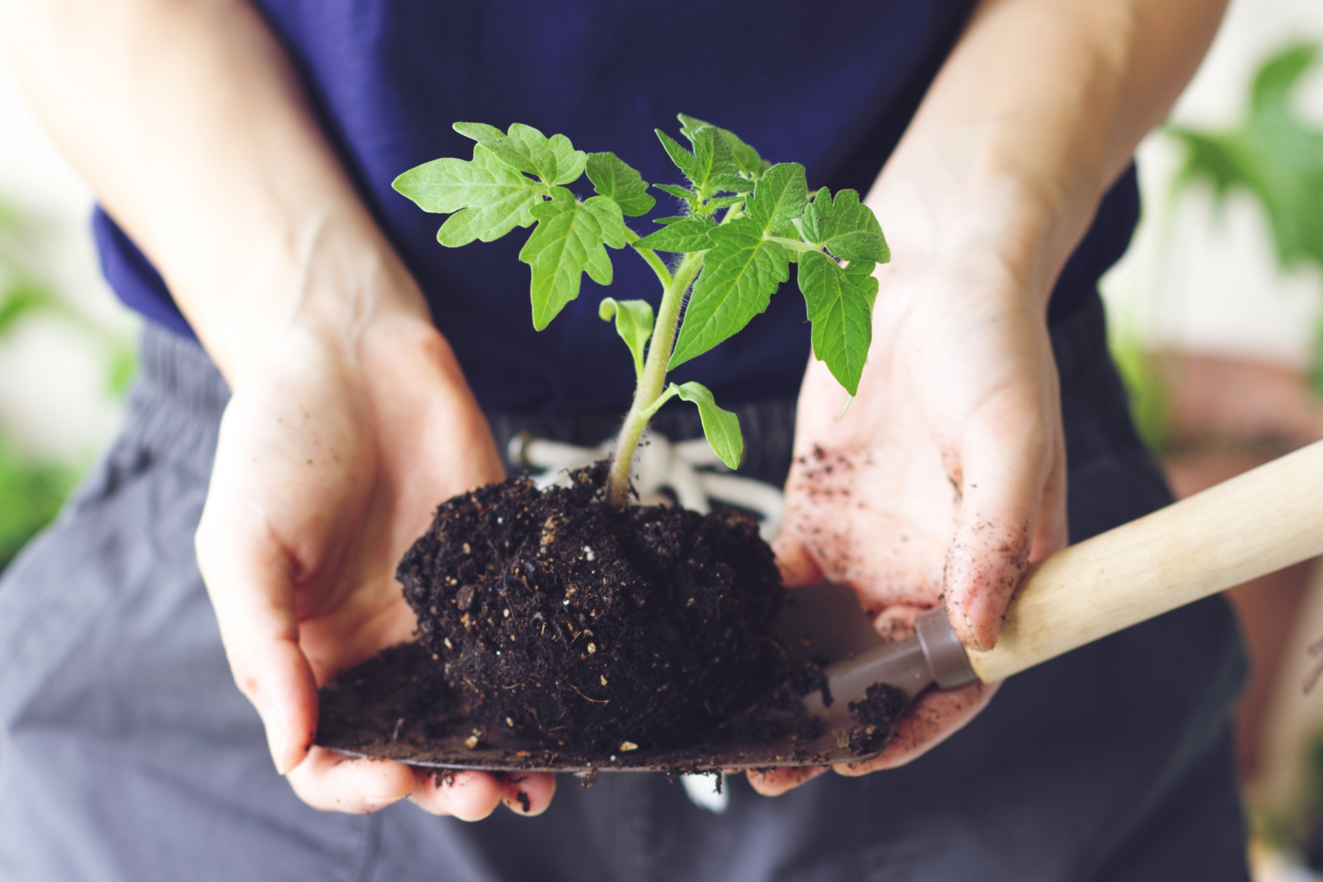 温かみのあるキャラクター商品と
健康的な野菜苗で社会に貢献します